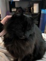 photograph of a black cat smiling with his tongue out while being pet.